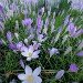 Crocus 050309_3